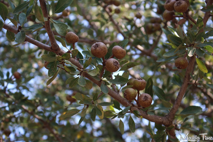 Drzewo-oliwne-zakynthos