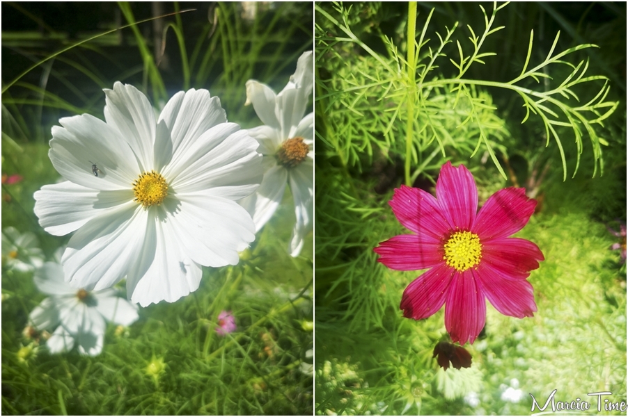 Kwiaty-w-parku-w-Wilnie